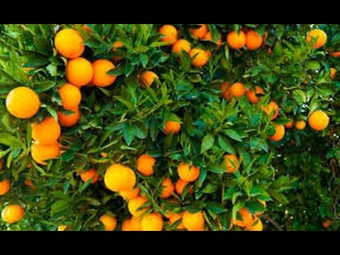 Descubre el nombre común de la naranja y sorpréndete con sus beneficios