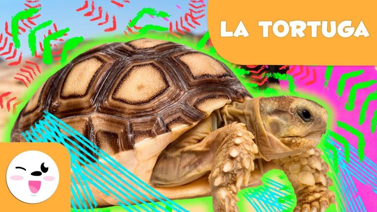 Las sorprendentes tortugas: ¿Ovíparas o vivíparas?