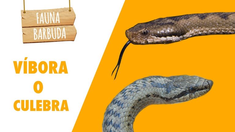Aprende a diferenciar una víbora de una serpiente: consejos esenciales