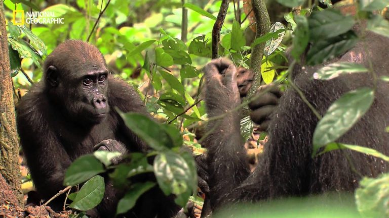 Descubre la sorprendente dieta del gorila: ¿De qué se alimenta este majestuoso primate?