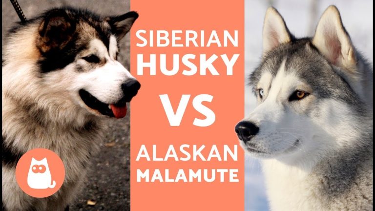 Descubre la verdad: ¿El lobo siberiano y el husky son realmente la misma raza?