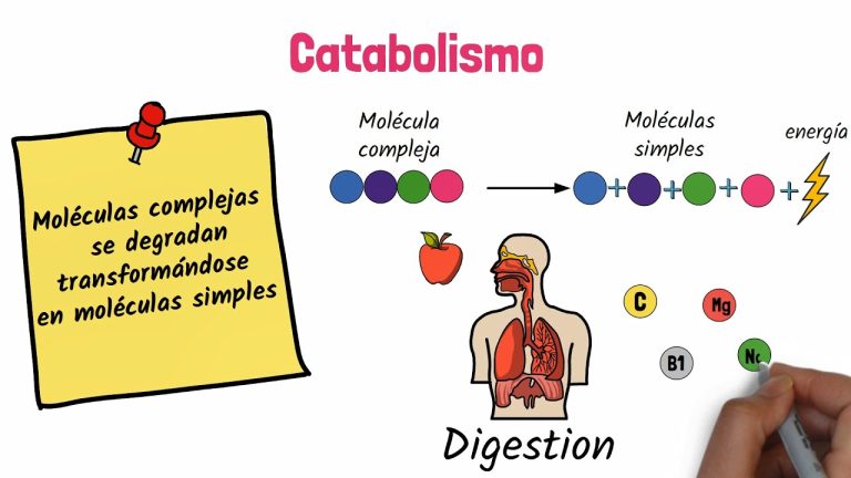 Descubre el sorprendente significado de anabolismo y catabolismo: el equilibrio vital para un cuerpo enérgico