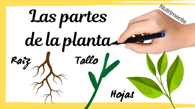 Descubre la función vital de raíz, tallo y hojas: Los pilares esenciales de la planta