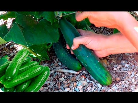 El sorprendente origen del pepino: un viaje fascinante desde la semilla hasta tu ensalada