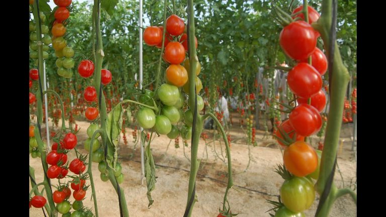 Descubre el sorprendente nombre científico del tomate saladette y su impacto en la cocina