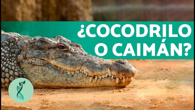 El incierto enfrentamiento: ¿Caimán y cocodrilo, una única especie?