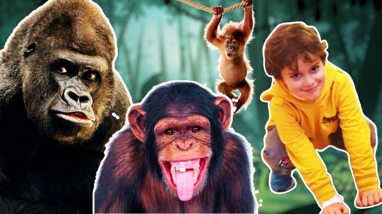 Simio vs Chimpancé: Descubre las sorprendentes diferencias en el reino animal