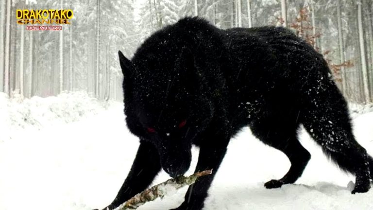 Descubre la impresionante raza de lobos más grandes: ¡auténticos gigantes de la naturaleza!