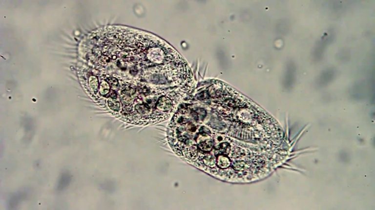 Descubre el fascinante mundo de la Euglena: el nombre científico que esconde un organismo sorprendente