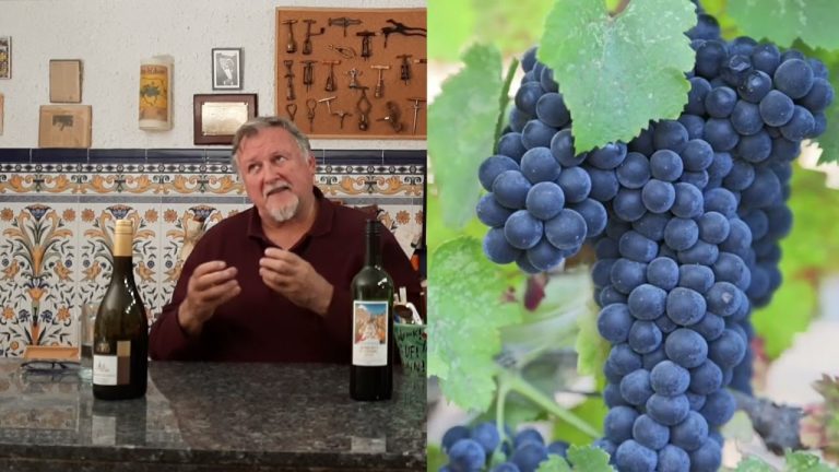 Descubre cuál es el vino más seco: ¿Malbec o Cabernet?
