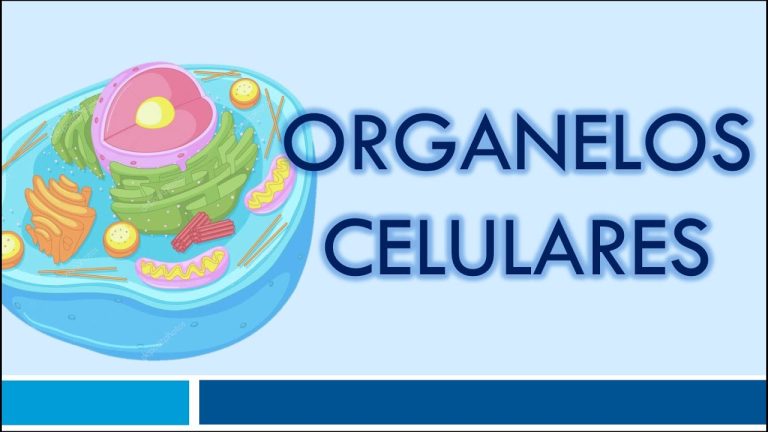 Nuevos hallazgos revelan los secretos de los orgánulos membranosos de la célula eucariota